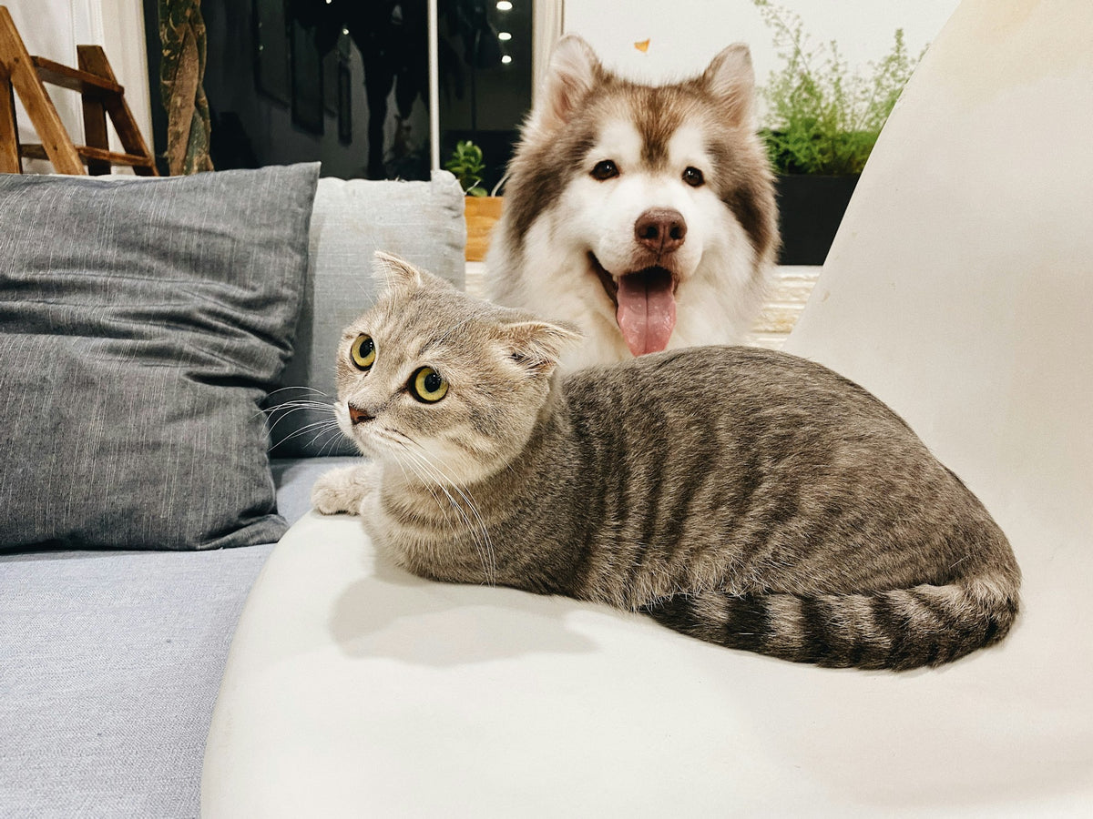 A smiling husky and a tabby cat relaxing together on a sofa