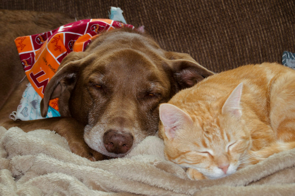 A dog and a ginger cat napping side by side on a blanket